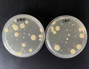 嬰配乳粉生產(chǎn)企業(yè)環(huán)境微生物監(jiān)測(cè)(一)——表面微生物采樣 嬰配乳粉生產(chǎn)企業(yè)環(huán)境微生物監(jiān)測(cè)(一)——表面微生物采樣