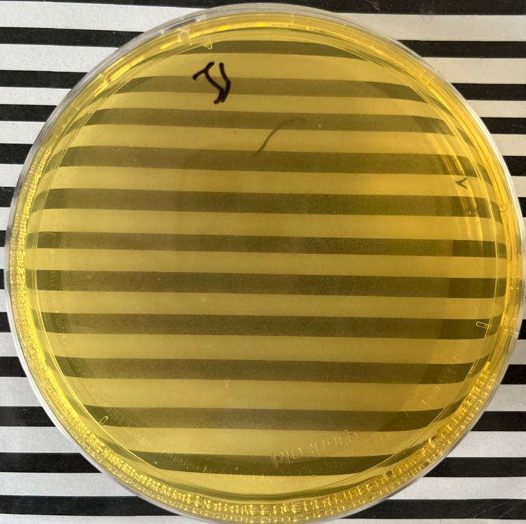 制藥行業(yè)中的隱形殺手-洋蔥伯克霍爾德菌群 制藥行業(yè)中的隱形殺手-洋蔥伯克霍爾德菌群