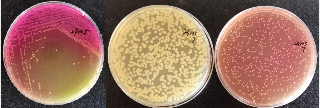 制藥行業(yè)中的隱形殺手-洋蔥伯克霍爾德菌群 制藥行業(yè)中的隱形殺手-洋蔥伯克霍爾德菌群