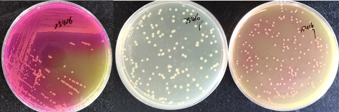 制藥行業(yè)中的隱形殺手-洋蔥伯克霍爾德菌群 制藥行業(yè)中的隱形殺手-洋蔥伯克霍爾德菌群