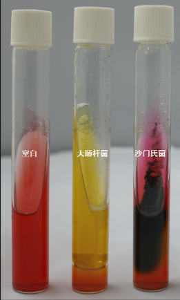 VRBA內(nèi)的紅色小菌落，有可能是沙門氏菌？