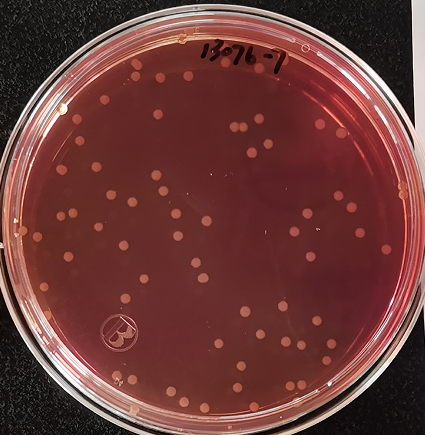 VRBA內(nèi)的紅色小菌落，有可能是沙門氏菌？