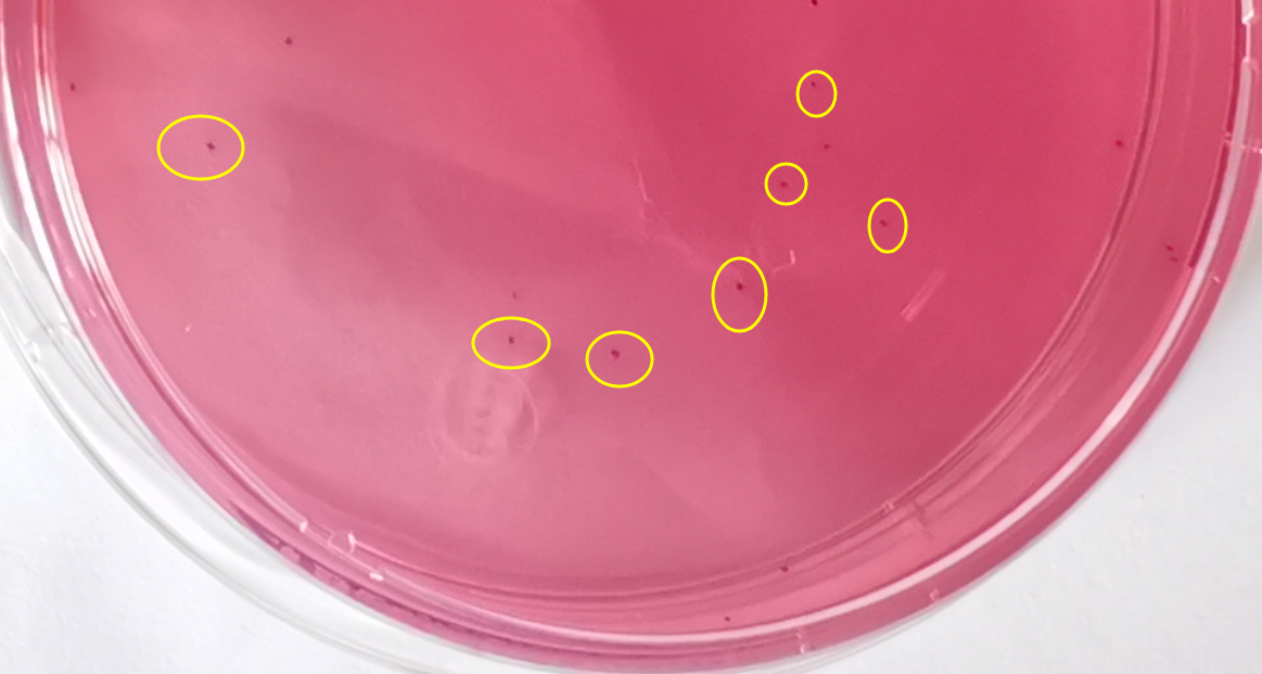 VRBA內(nèi)的紅色小菌落，有可能是沙門氏菌？