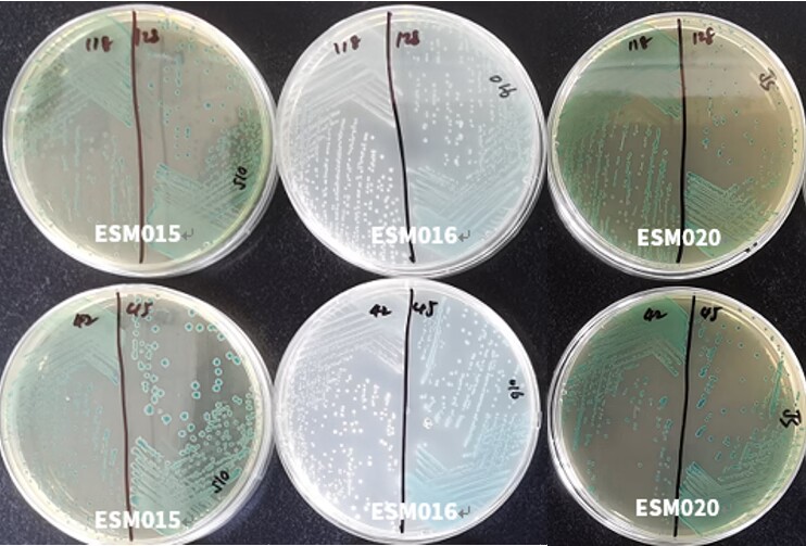 GB 4789.40-2024克羅諾桿菌檢驗(yàn)標(biāo)準(zhǔn)變更解讀 GB 4789.40-2024克羅諾桿菌檢驗(yàn)標(biāo)準(zhǔn)變更解讀