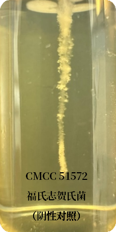 誰是芽胞桿菌中的“運(yùn)動健將”？