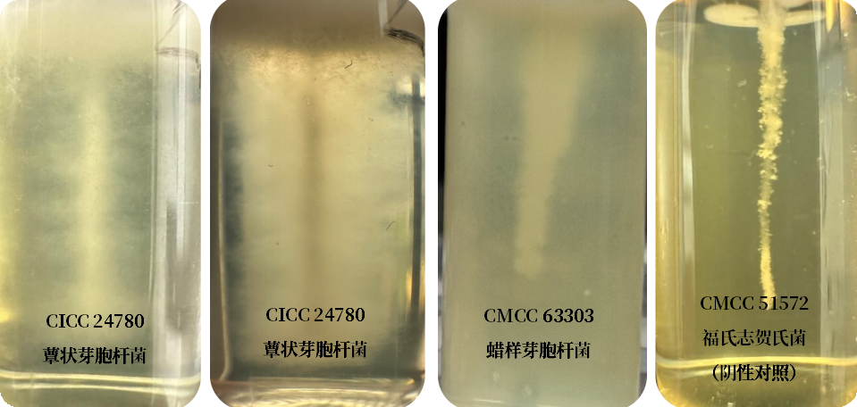 誰是芽胞桿菌中的“運(yùn)動健將”？