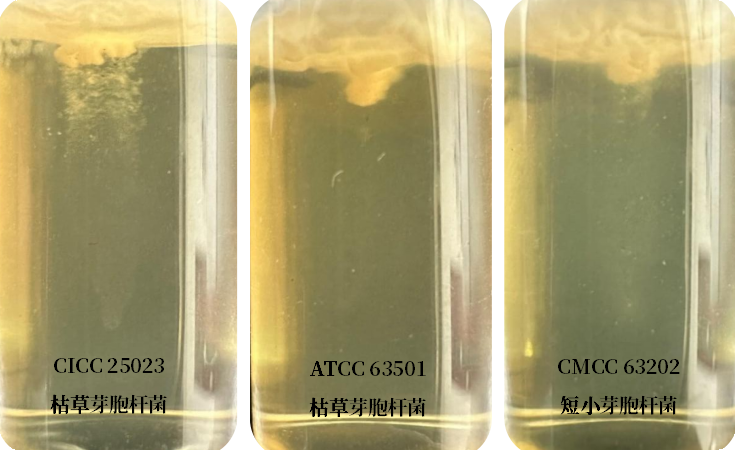 誰是芽胞桿菌中的“運(yùn)動健將”？