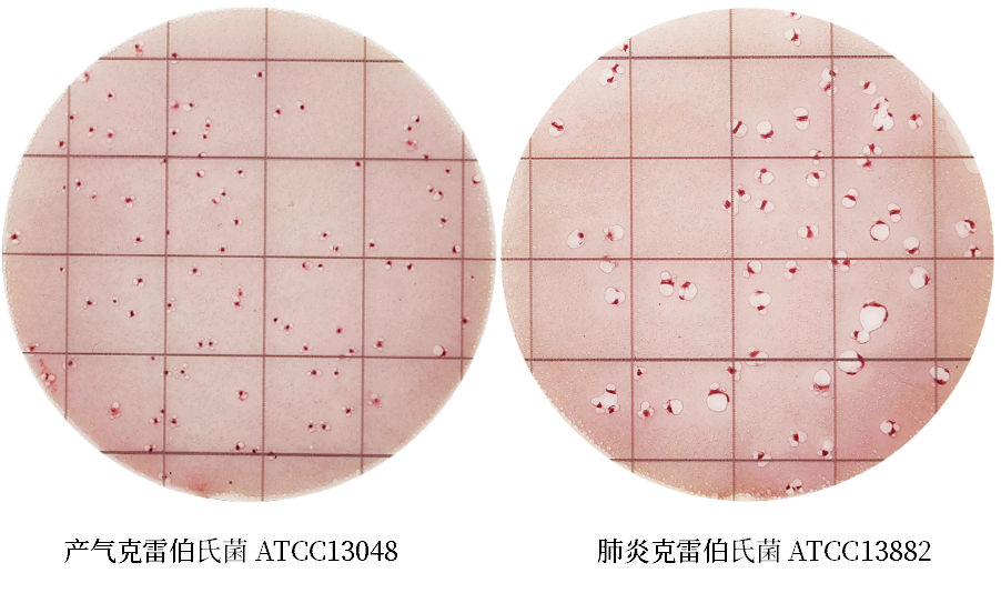 陸橋推出新大腸菌群測試片:符合GB4789.3-2025 陸橋推出新大腸菌群測試片:符合GB4789.3-2025