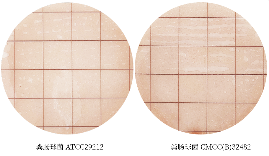 陸橋推出新大腸菌群測試片:符合GB4789.3-2025 陸橋推出新大腸菌群測試片:符合GB4789.3-2025