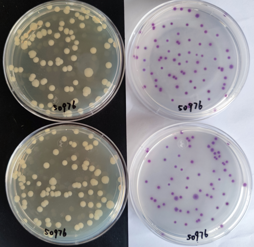 沙門檢測新助手—沙門氏+顯色培養(yǎng)基 沙門檢測新助手—沙門氏+顯色培養(yǎng)基