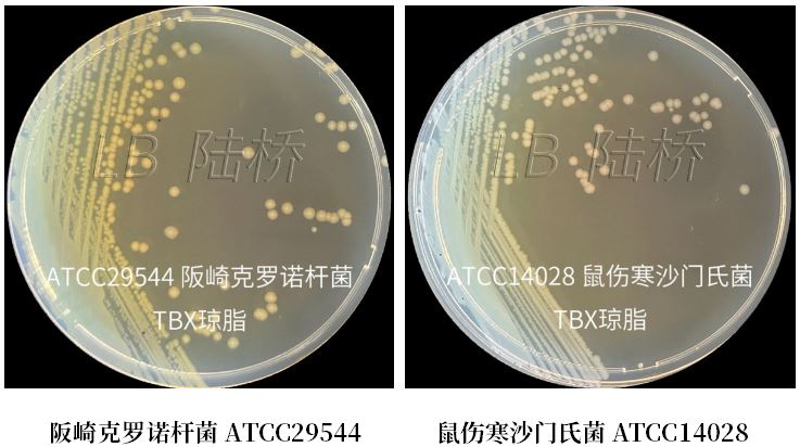 GB 4789.38-2025《食品安全國家標(biāo)準(zhǔn) 食品微生物學(xué)檢驗(yàn) 大腸埃希氏菌計(jì)數(shù)》解讀 GB 4789.38-2025《食品安全國家標(biāo)準(zhǔn) 食品微生物學(xué)檢驗(yàn) 大腸埃希氏菌計(jì)數(shù)》解讀