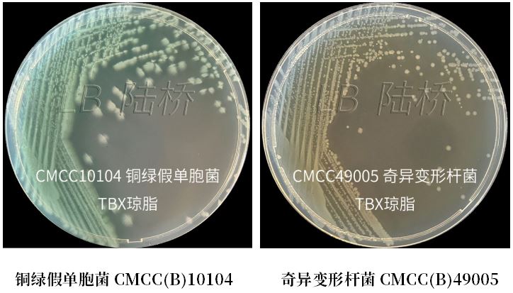 GB 4789.38-2025《食品安全國家標(biāo)準(zhǔn) 食品微生物學(xué)檢驗(yàn) 大腸埃希氏菌計(jì)數(shù)》解讀 GB 4789.38-2025《食品安全國家標(biāo)準(zhǔn) 食品微生物學(xué)檢驗(yàn) 大腸埃希氏菌計(jì)數(shù)》解讀