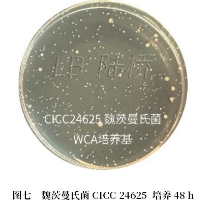 乳酸菌檢驗(yàn)新角色——片球菌屬與魏茨曼氏菌屬 乳酸菌檢驗(yàn)新角色——片球菌屬與魏茨曼氏菌屬