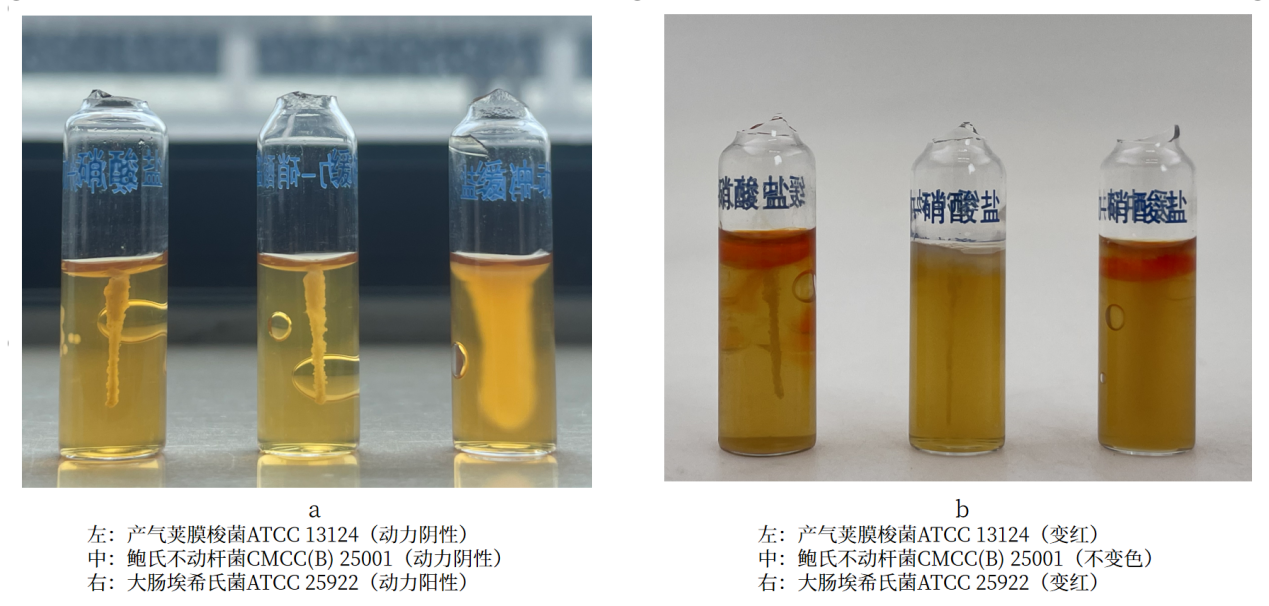 細(xì)菌生化實驗之硝酸鹽還原實驗解析 細(xì)菌生化實驗之硝酸鹽還原實驗解析