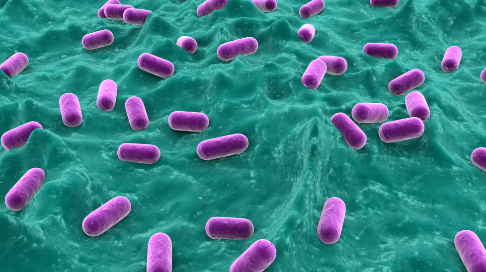 GB 4789.40-2024克羅諾桿菌檢驗標(biāo)準(zhǔn)變更解讀